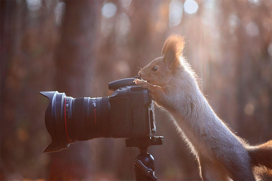 30 Cute Photos Of Animals That Want To Be Photographers