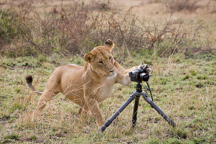 30 Cute Photos Of Animals That Want To Be Photographers