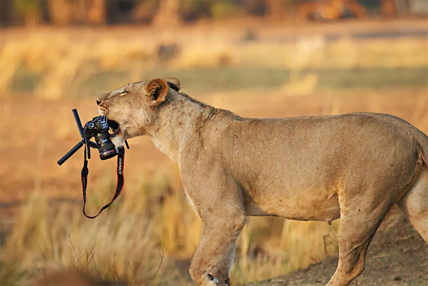 30 Cute Photos Of Animals That Want To Be Photographers