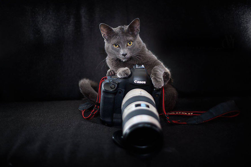 30 Cute Photos Of Animals That Want To Be Photographers