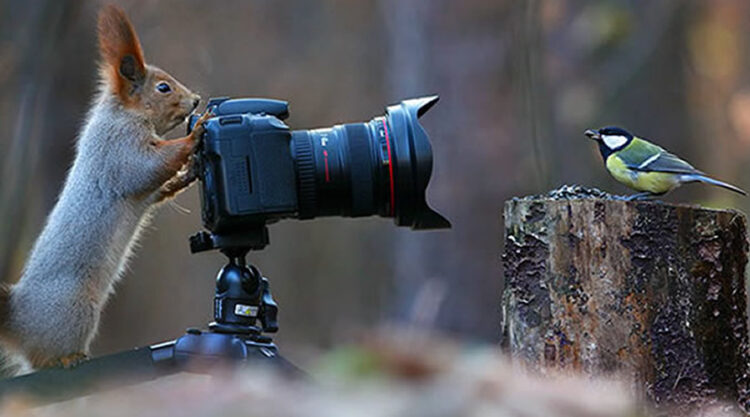 30 Cute Photos Of Animals That Want To Be Photographers