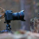 30 Cute Photos Of Animals That Want To Be Photographers