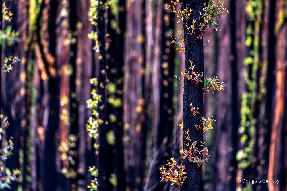 Stunning Photos Of Australian Geographic Nature Photographer of the Year