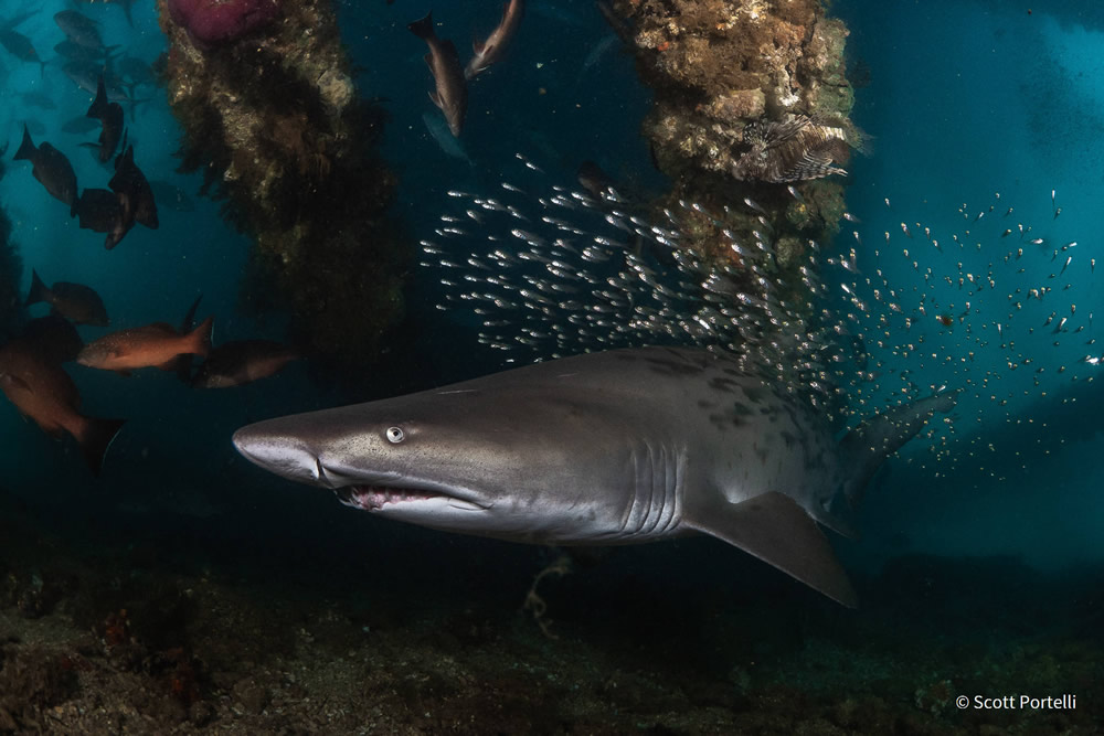 Stunning Photos Of Australian Geographic Nature Photographer of the Year