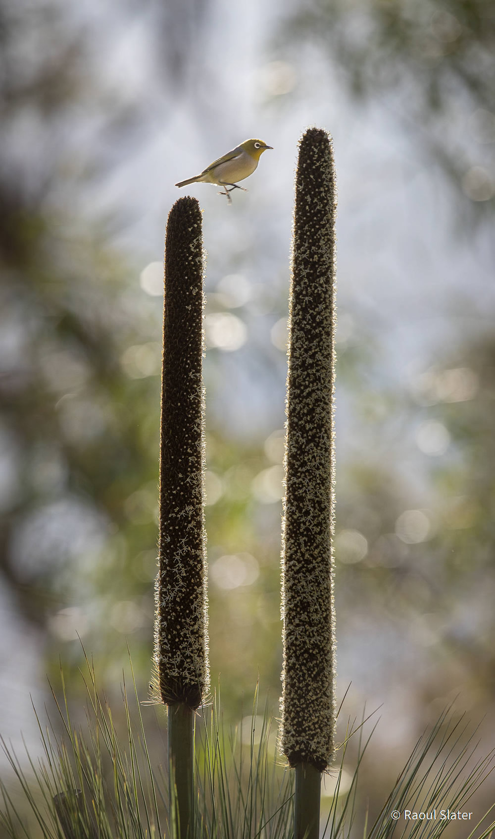 Stunning Photos Of Australian Geographic Nature Photographer of the Year