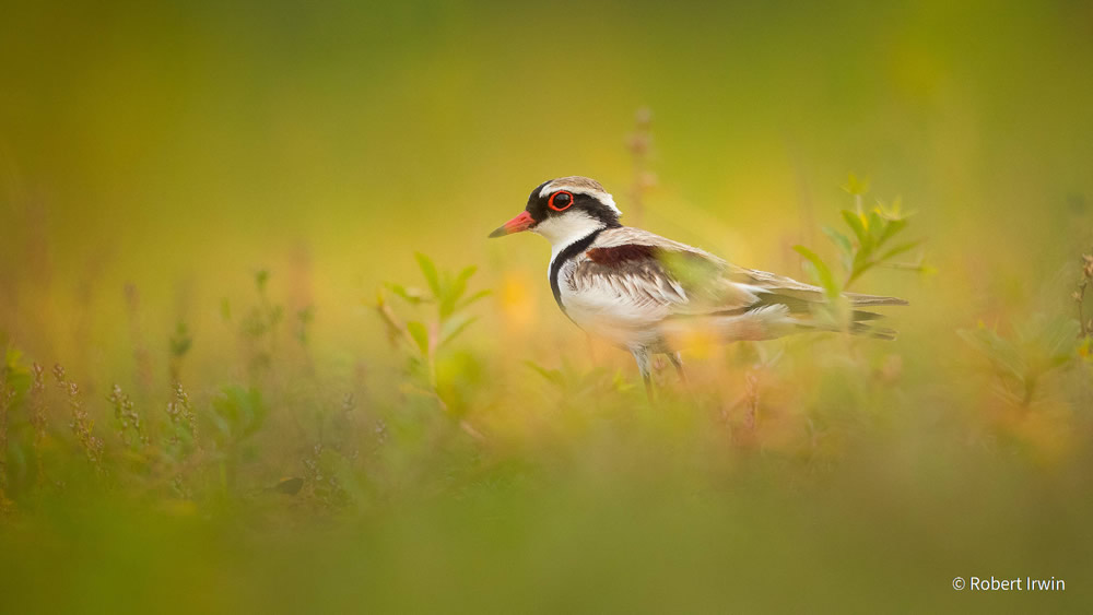 Stunning Photos Of Australian Geographic Nature Photographer of the Year