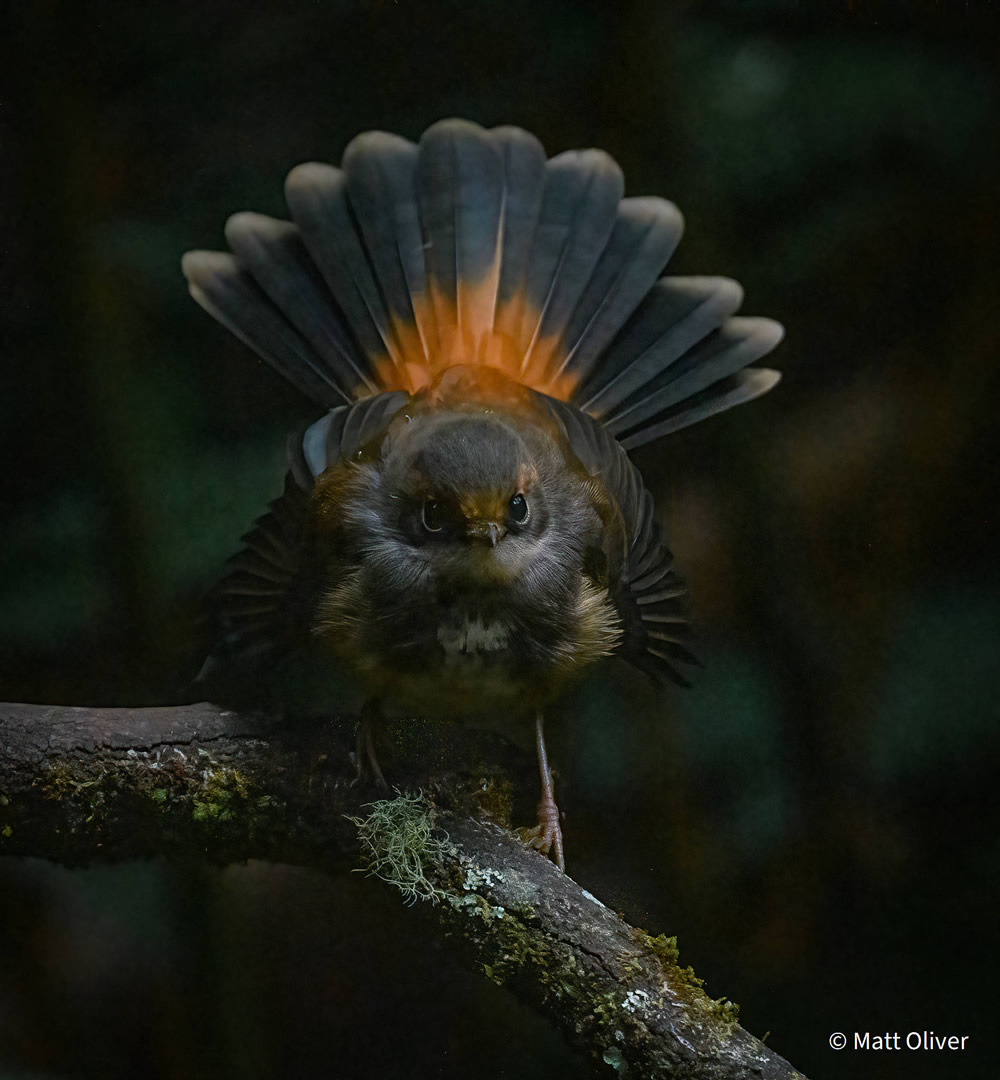 Stunning Photos Of Australian Geographic Nature Photographer of the Year