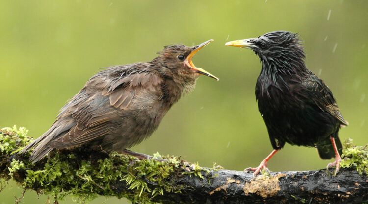 35 Pictures To Teach You About Decisive Moment In Bird Photography