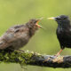 35 Pictures To Teach You About Decisive Moment In Bird Photography