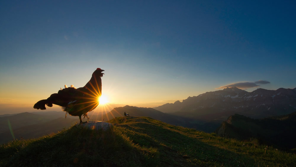 40 Winning Photos Of Bird Photographer Of The Year 2021