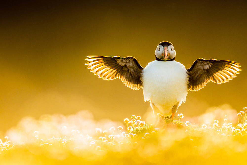 40 Winning Photos Of Bird Photographer Of The Year 2021