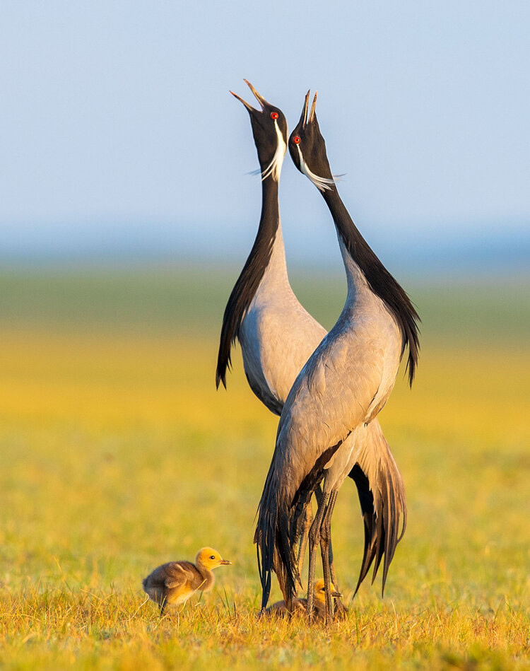 40 Winning Photos Of Bird Photographer Of The Year 2021