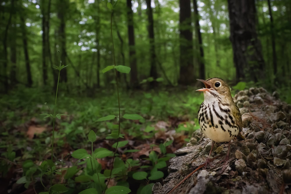 40 Winning Photos Of Bird Photographer Of The Year 2021