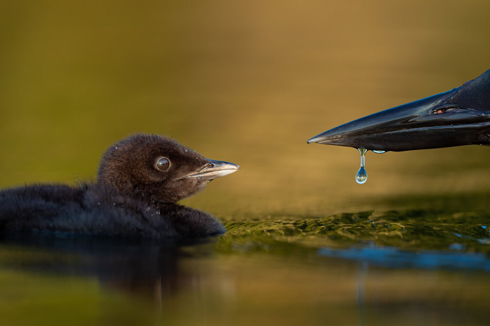 40 Winning Photos Of Bird Photographer Of The Year 2021