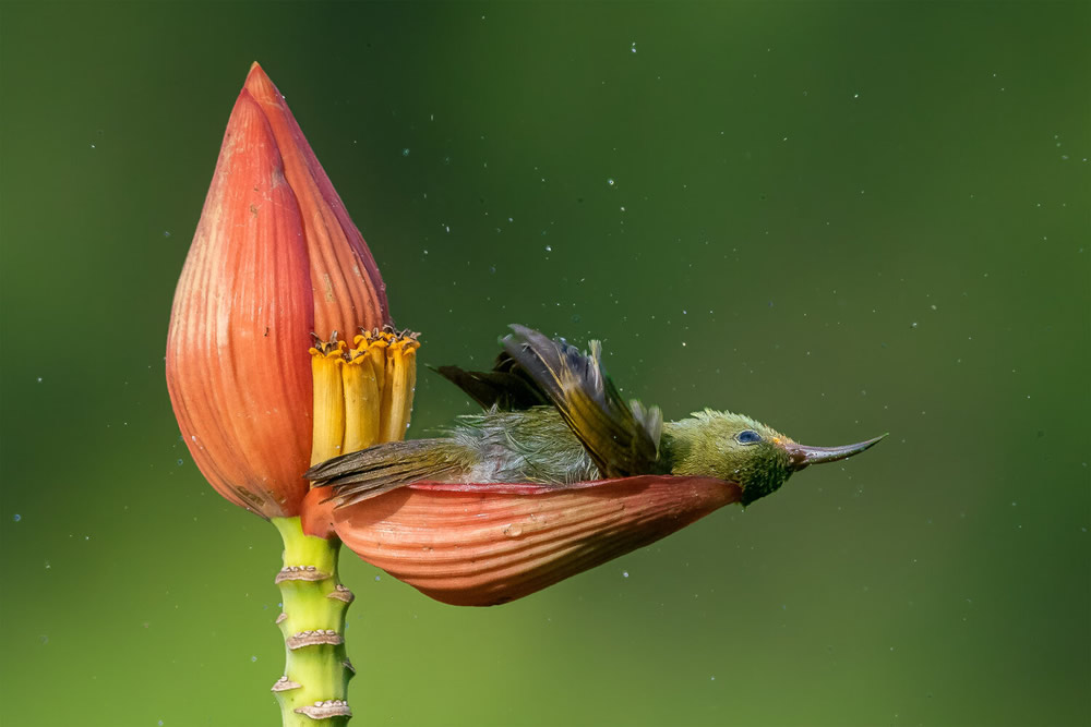 40 Winning Photos Of Bird Photographer Of The Year 2021