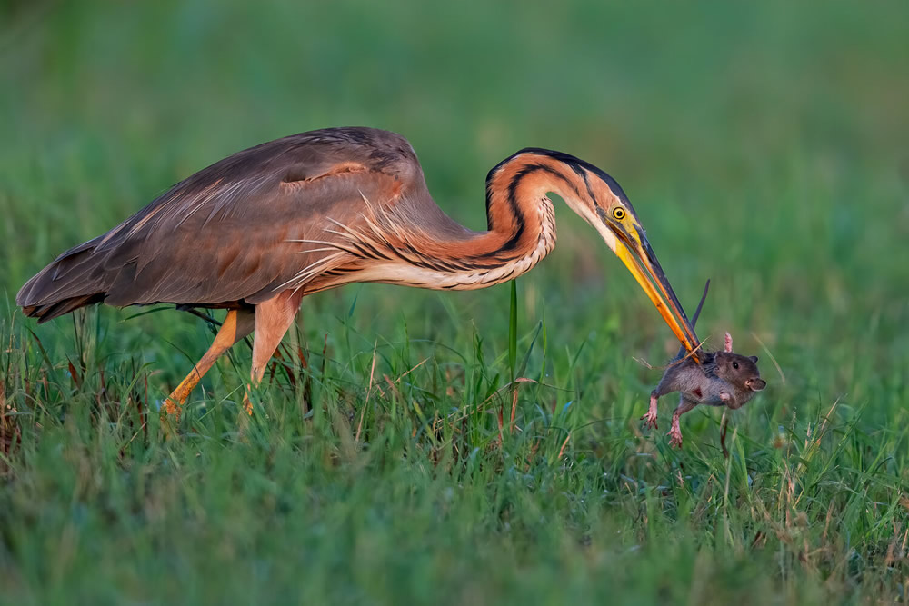 40 Winning Photos Of Bird Photographer Of The Year 2021