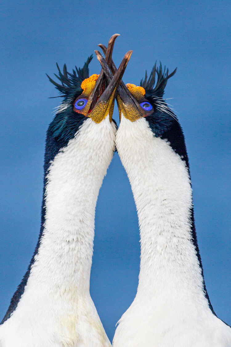 40 Winning Photos Of Bird Photographer Of The Year 2021