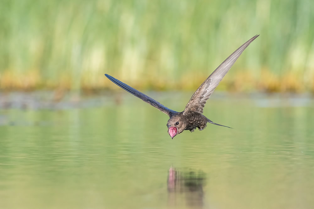 40 Winning Photos Of Bird Photographer Of The Year 2021