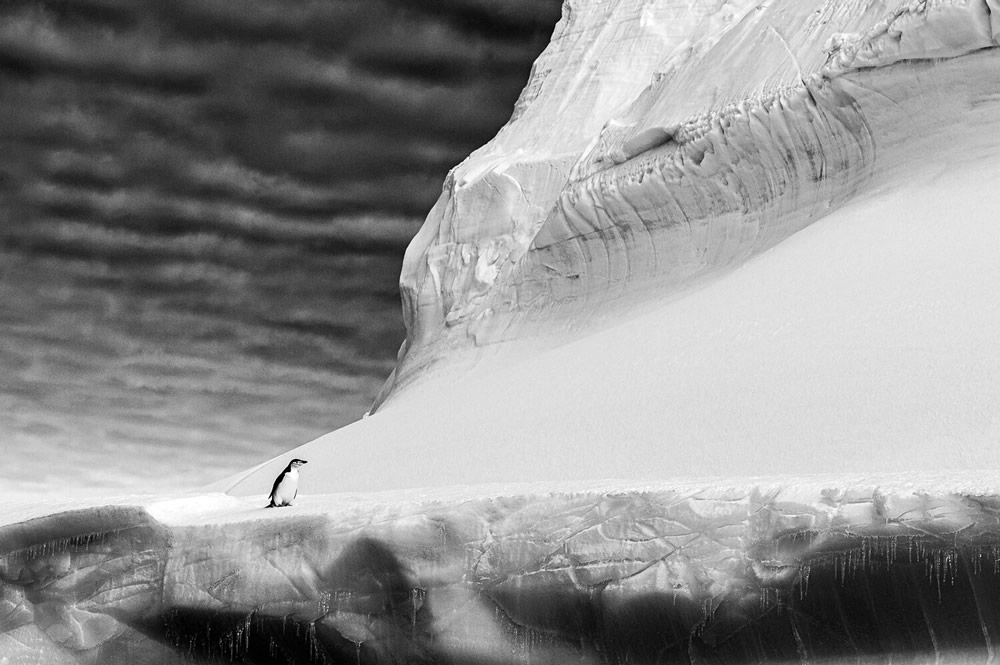 40 Winning Photos Of Bird Photographer Of The Year 2021