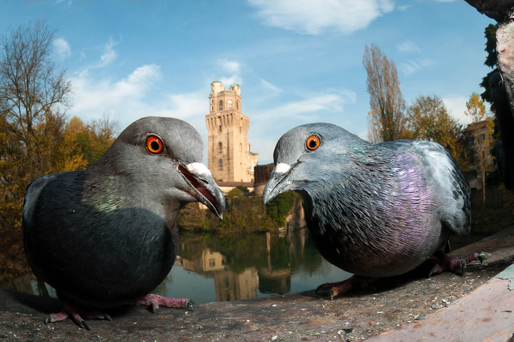 40 Winning Photos Of Bird Photographer Of The Year 2021