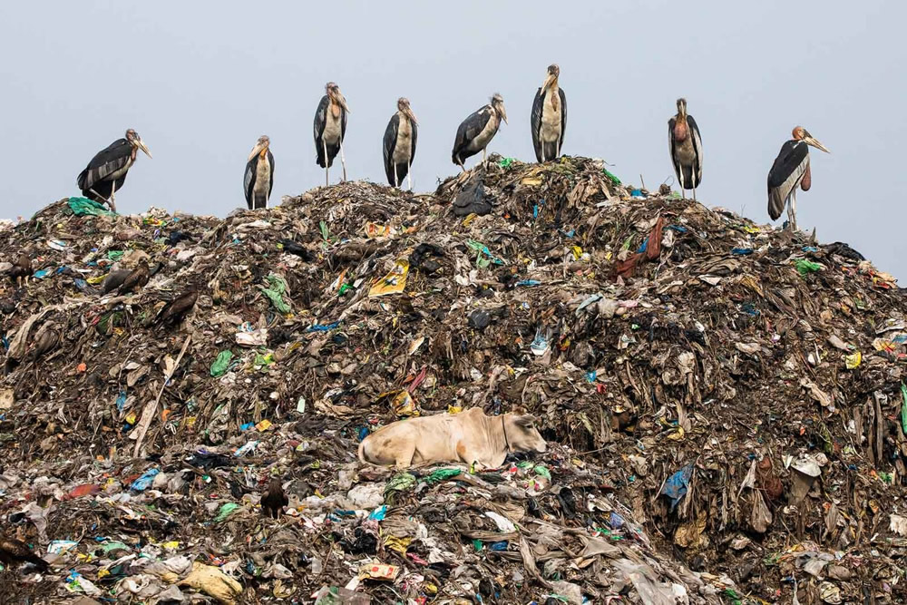 40 Winning Photos Of Bird Photographer Of The Year 2021