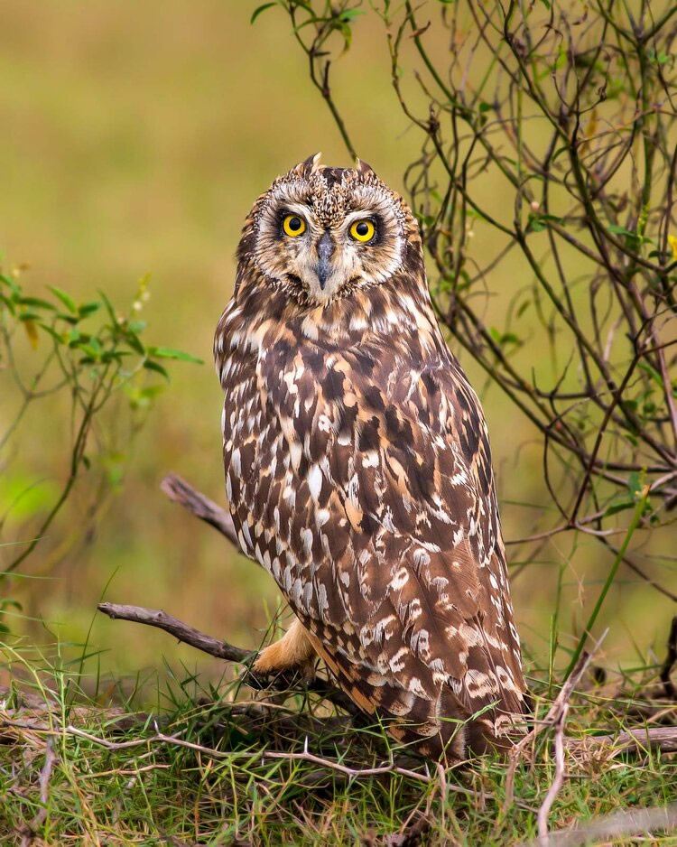 40 Winning Photos Of Bird Photographer Of The Year 2021