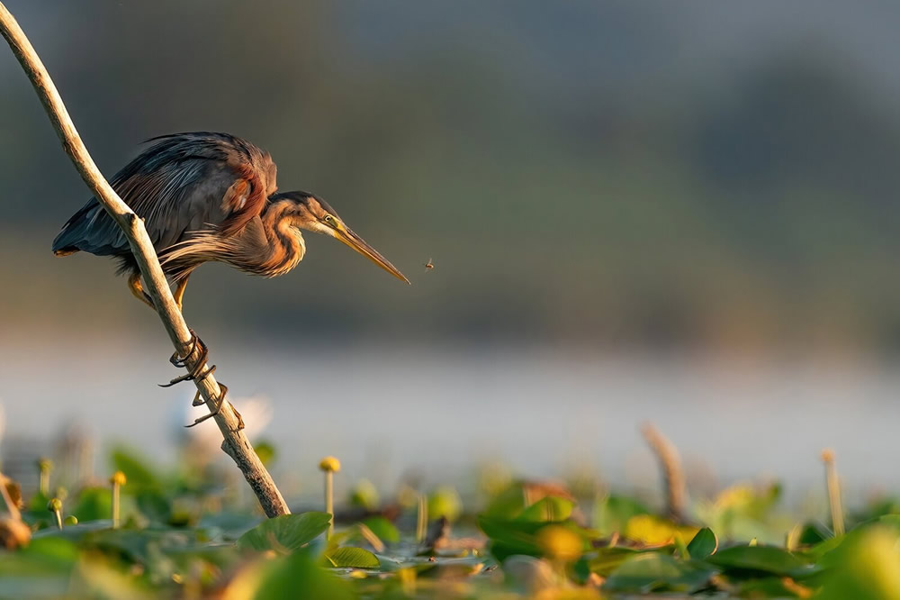 40 Winning Photos Of Bird Photographer Of The Year 2021