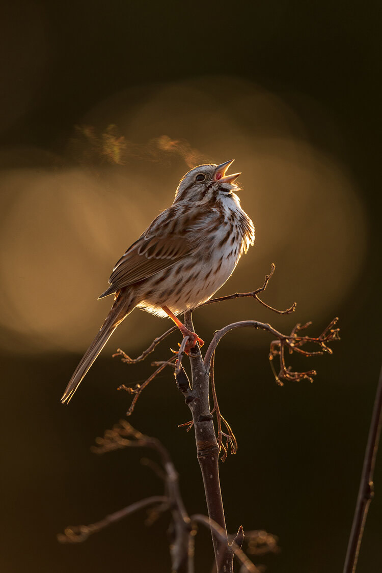 40 Winning Photos Of Bird Photographer Of The Year 2021