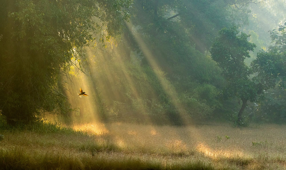 40 Winning Photos Of Bird Photographer Of The Year 2021