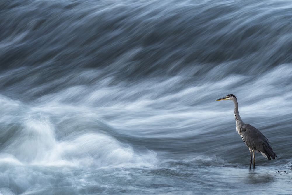 40 Winning Photos Of Bird Photographer Of The Year 2021