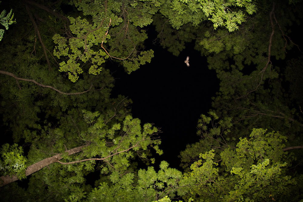 40 Winning Photos Of Bird Photographer Of The Year 2021