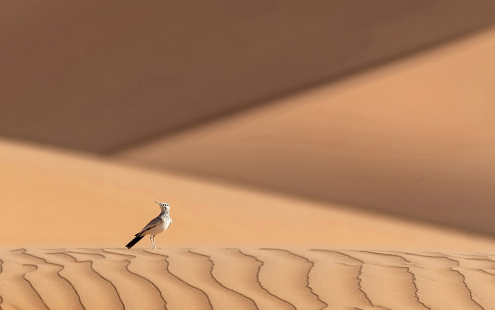 40 Winning Photos Of Bird Photographer Of The Year 2021