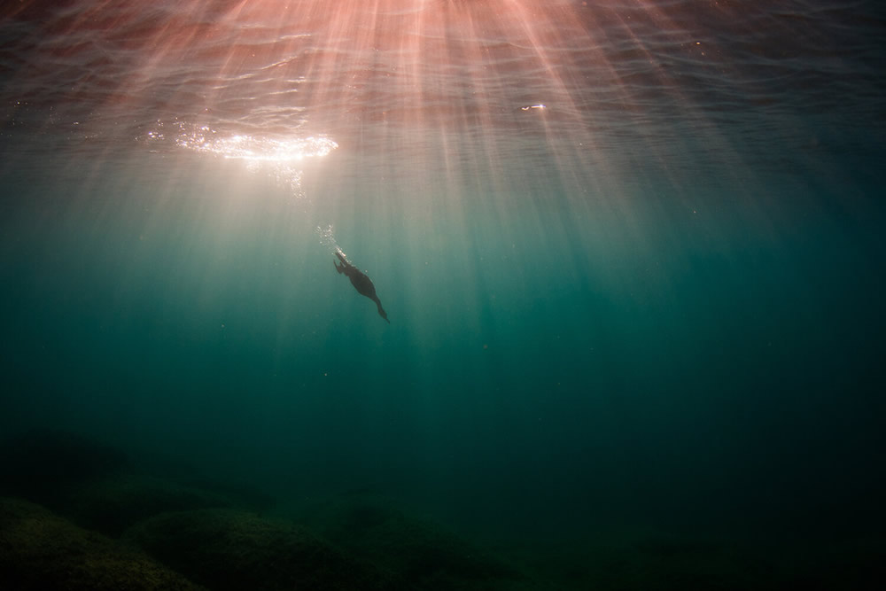 40 Winning Photos Of Bird Photographer Of The Year 2021