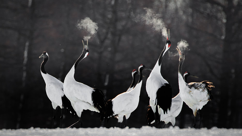 40 Winning Photos Of Bird Photographer Of The Year 2021