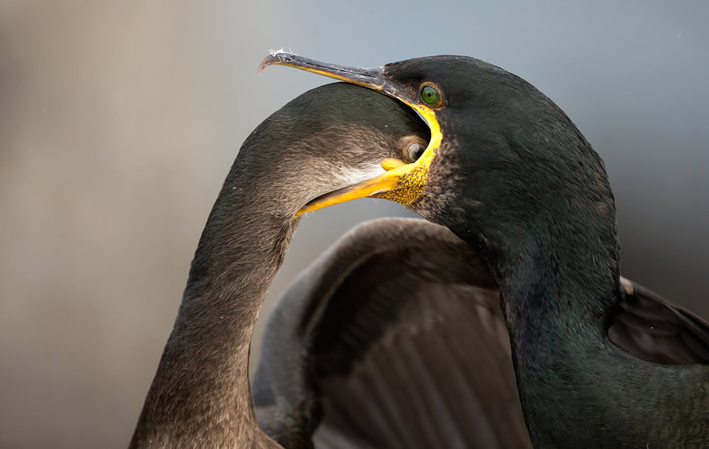 40 Winning Photos Of Bird Photographer Of The Year 2021