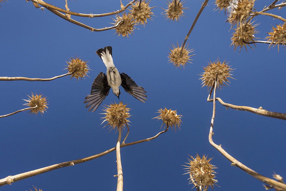 40 Winning Photos Of Bird Photographer Of The Year 2021