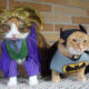 Your Cat Will Love These Cutest Costumes: 30 Adorable Photographs