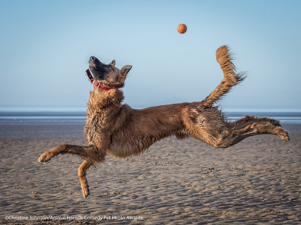 40 Cutest Finalists Of Animal Friends Comedy Pet Photo Awards 2021