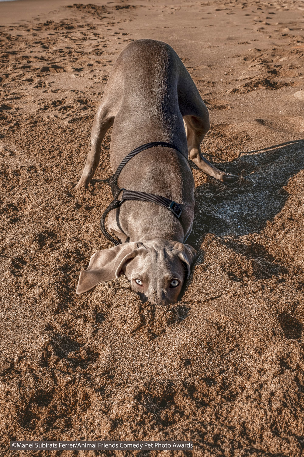 40 Cutest Finalists Of Animal Friends Comedy Pet Photo Awards 2021