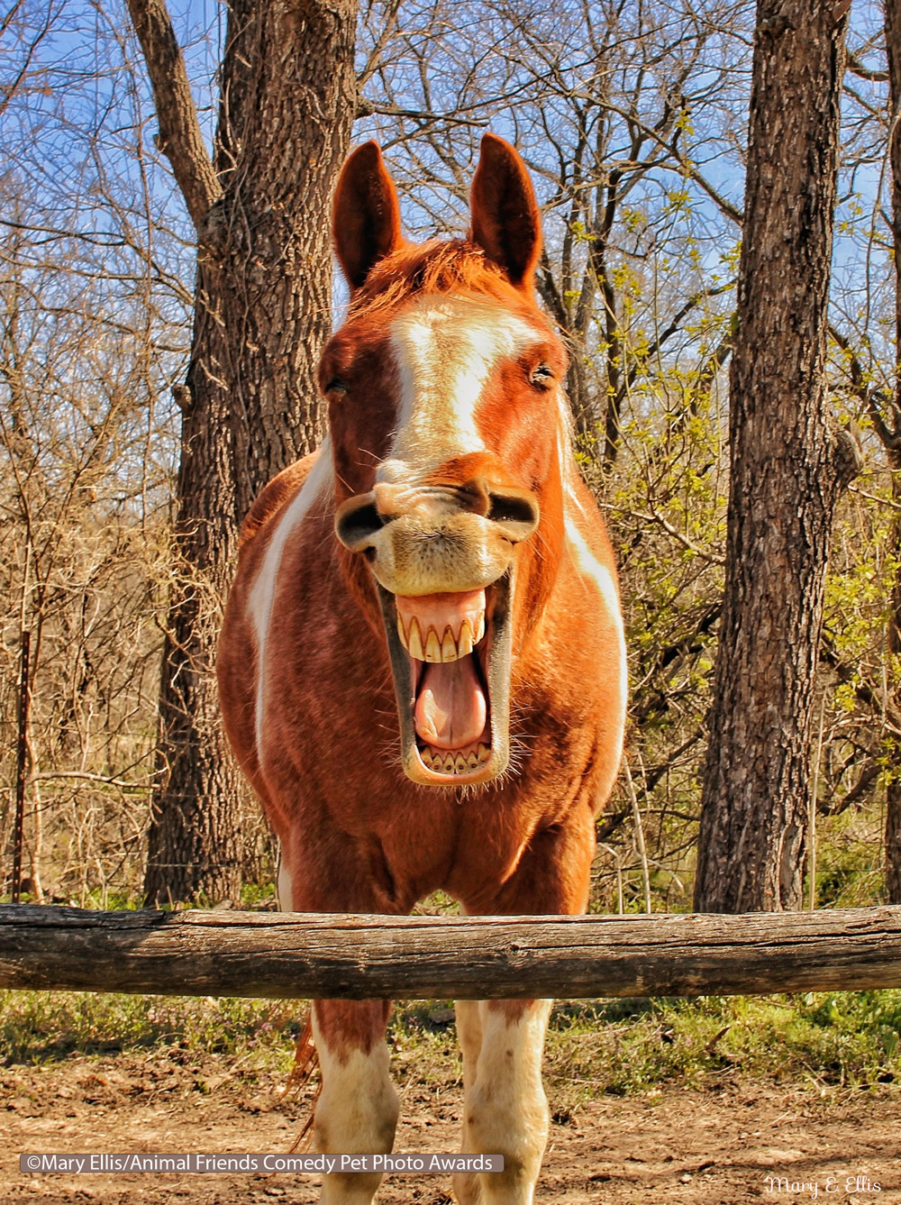 40 Cutest Finalists Of Animal Friends Comedy Pet Photo Awards 2021