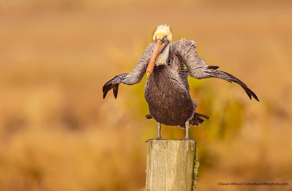 42 Funniest Photos Of The Comedy Wildlife Photography Awards 2021