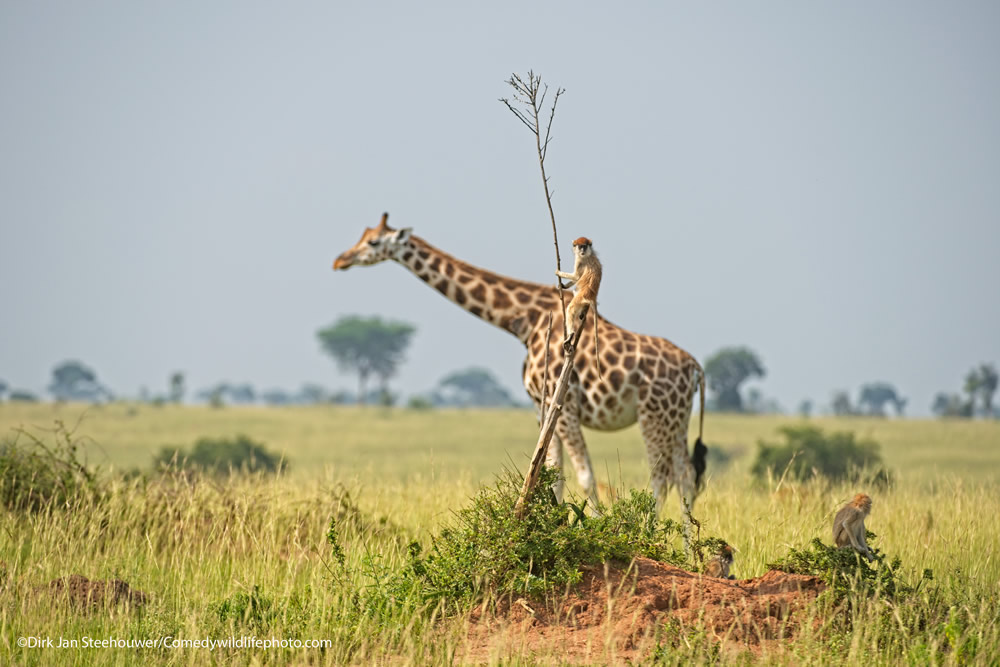 42 Funniest Photos Of The Comedy Wildlife Photography Awards 2021