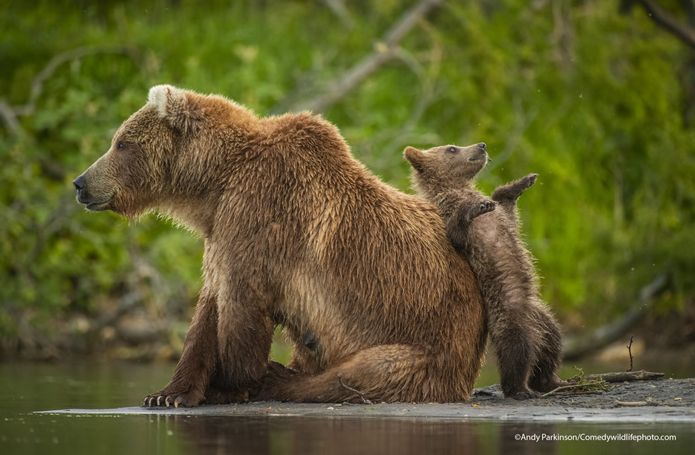 42 Funniest Photos Of The Comedy Wildlife Photography Awards 2021