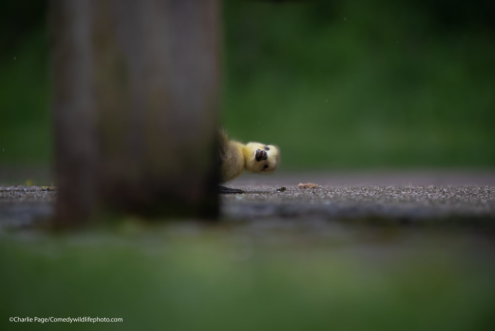 42 Funniest Photos Of The Comedy Wildlife Photography Awards 2021