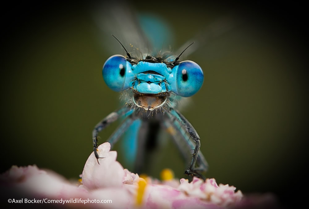 42 Funniest Photos Of The Comedy Wildlife Photography Awards 2021