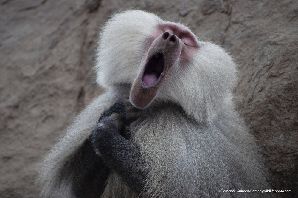 42 Funniest Photos Of The Comedy Wildlife Photography Awards 2021