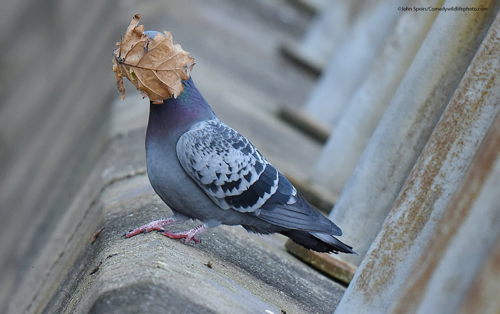 42 Funniest Photos Of The Comedy Wildlife Photography Awards 2021