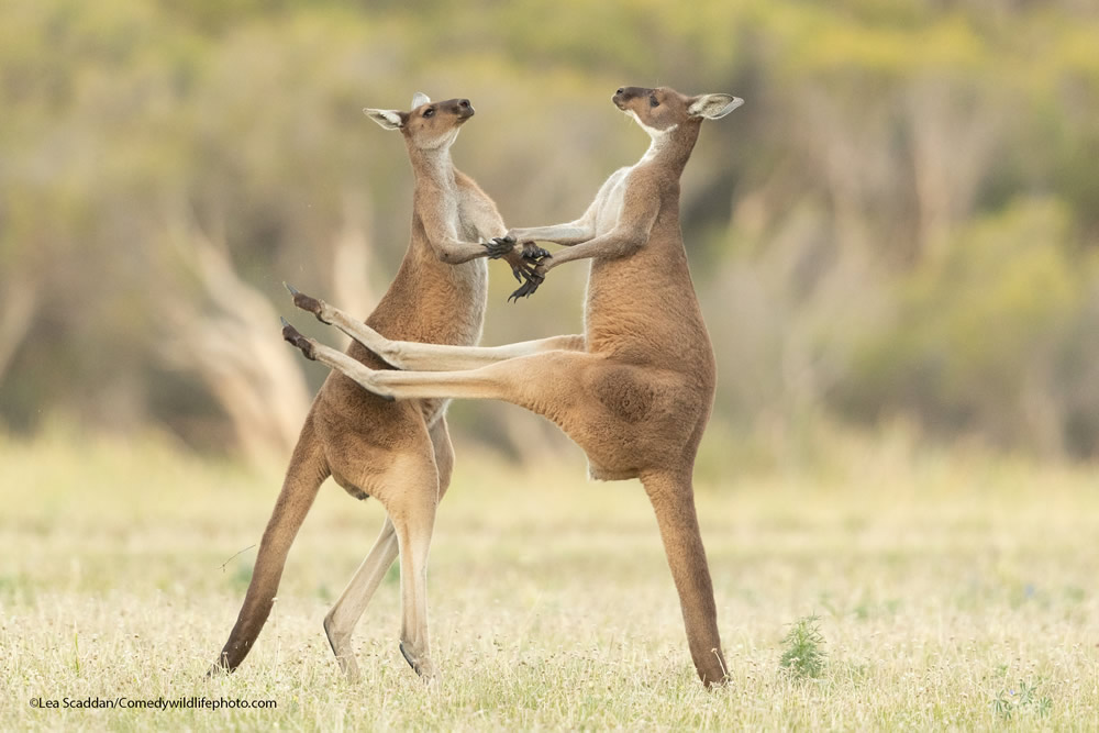 42 Funniest Photos Of The Comedy Wildlife Photography Awards 2021