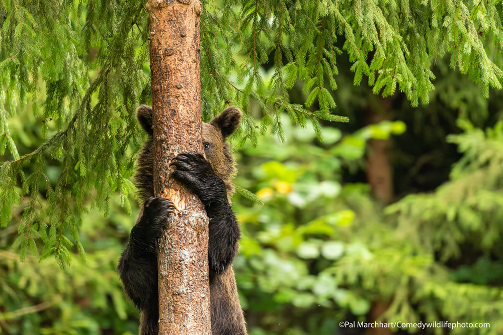 42 Funniest Photos Of The Comedy Wildlife Photography Awards 2021