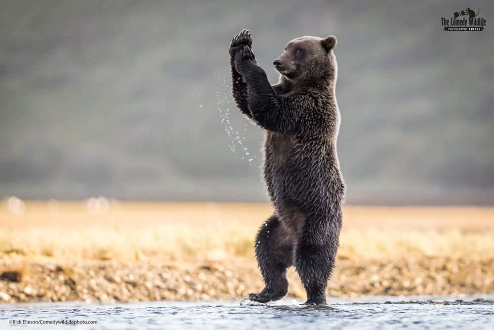 42 Funniest Photos Of The Comedy Wildlife Photography Awards 2021